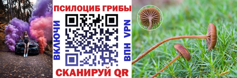 продажа наркотиков  hydra ССЫЛКА  Галлюциногенные грибы Psilocybe  Видное 